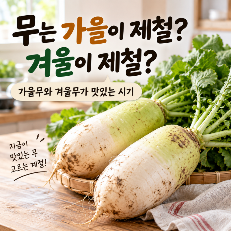 무 제철 언제일까? 가을무와 겨울무가 맛있는 시기