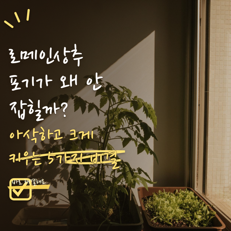 로메인상추 키우기 포기가 안 잡힌다면? 아삭하고 크게 만드는 관리법 5가지
