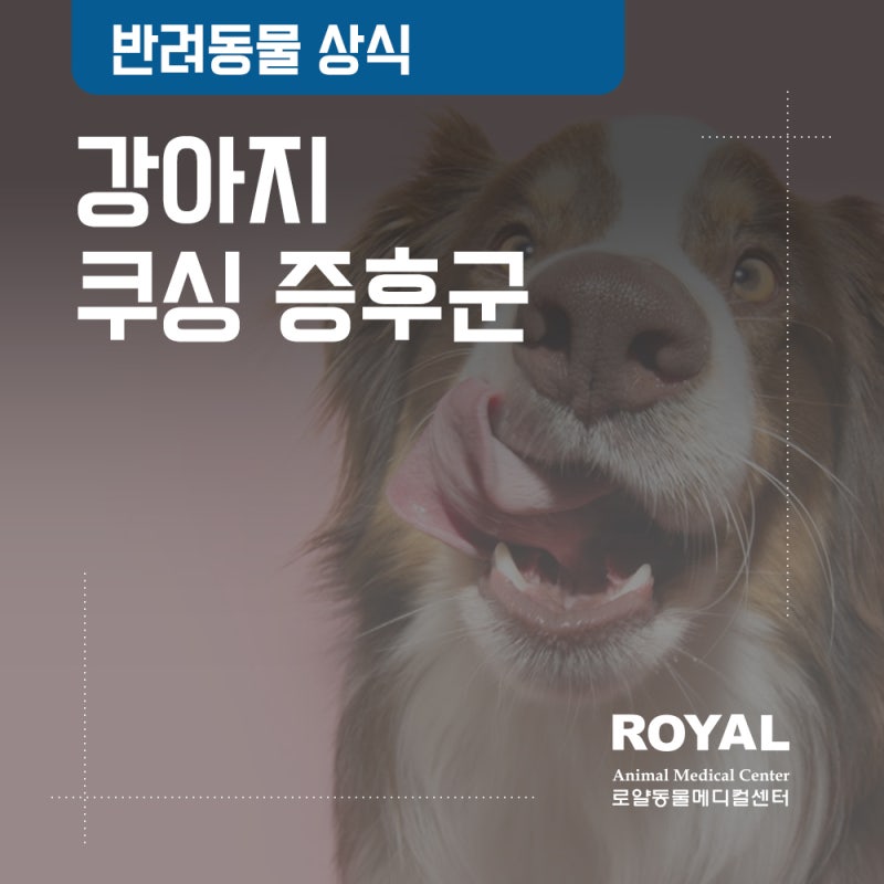 물을 너무 많이 마시는 강아지, 혹시 쿠싱병일까요? 부신피질기능항진증(HAC)