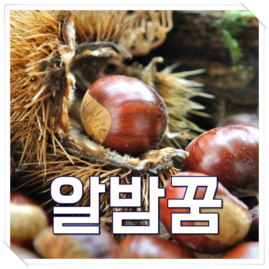 밤꿈 해몽 알밤꿈 밤송이까는꿈 풀이 6가지 모음