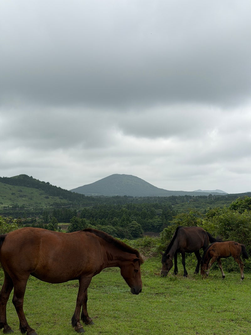 Recommended Jeju Course on a Cloudy Day / Easy Oreum to take photos with horses [Yongnuni Oreum]