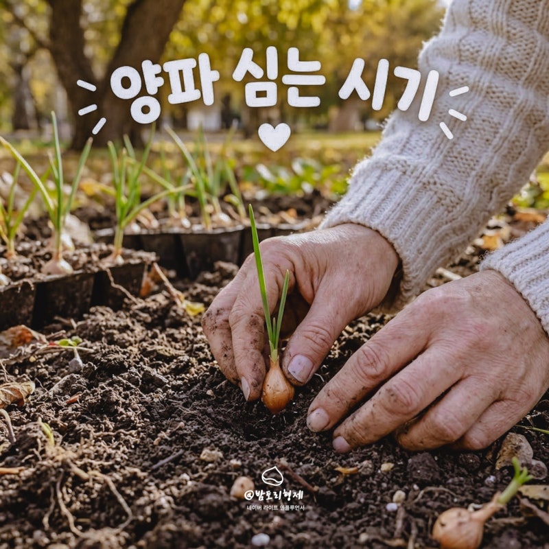 양파 심는 시기, 모종 심기 및 키우기 수확 노균병 예방법까지