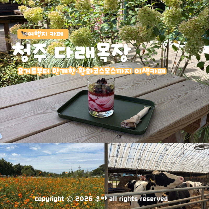 아이와 가볼만한곳 청주 이색 카페 다래목장 요거트 젖소 체험 코스모스 꽃구경까지