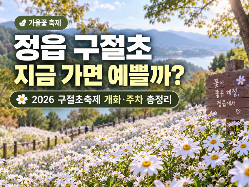 정읍 구절초 지금 가면 예쁠까?｜2026 구절초축제 개화·주차 총정리