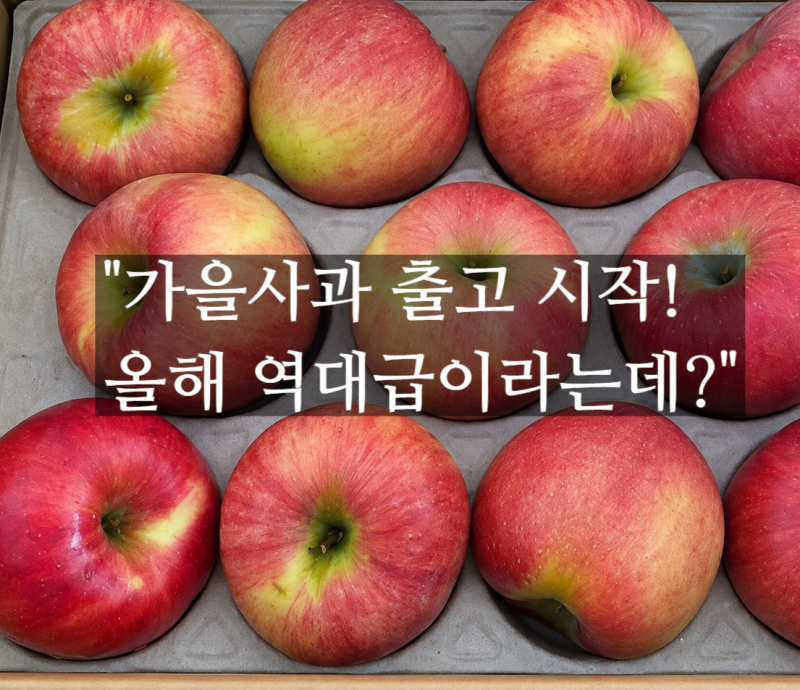 홍로사과 수확시기, "가을사과 출고 시작! 올해 역대급이라는데?"  부사와 차이