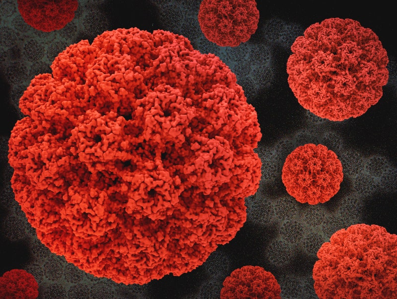 HPV(인유두종바이러스)? 자연소실·검진·백신 등 기본 정리