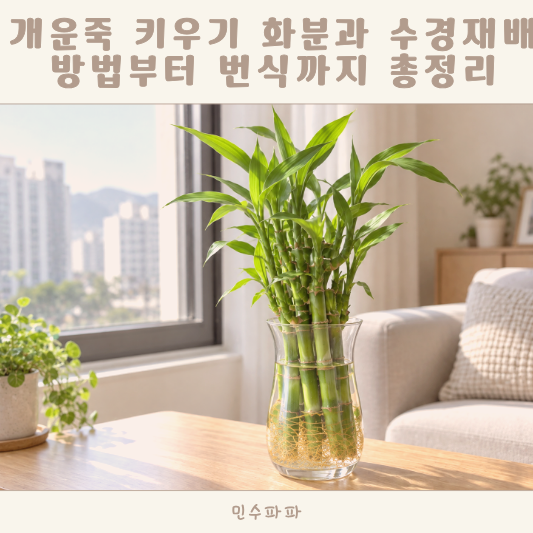 개운죽 키우기 개운죽화분 수경재배 방법부터 개운죽번식까지 총정리