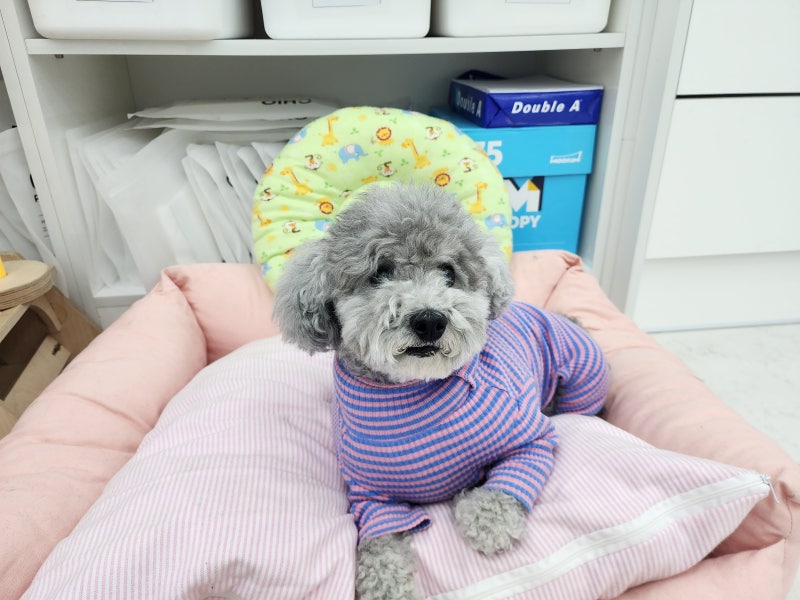 강아지 쿠싱증후군 증상!기대 수명 및 검사,치료 방법