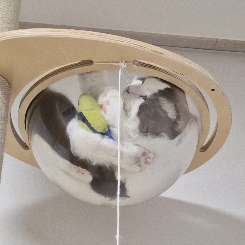 고양이 면역력 영양제 필요할까요? 영양제 추천과 선택법