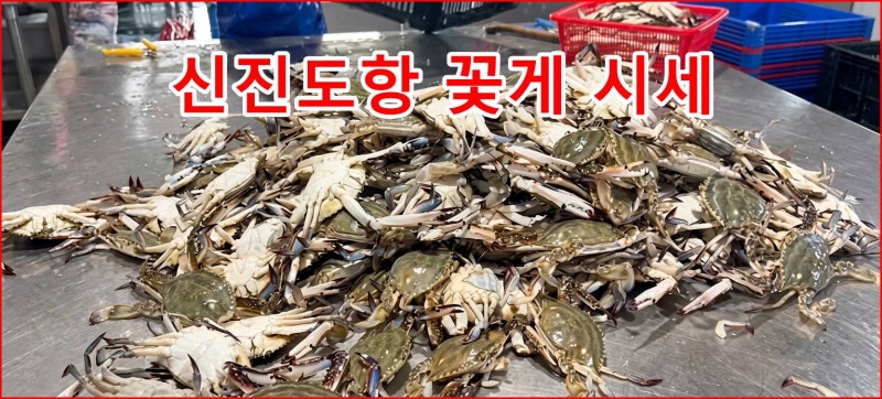 [신진도 꽃게 시세] 오징어 대신 살꽉찬 신진도항 꽃게 1kg 가격과 싱싱한 꽃게 고르는법 및 ....