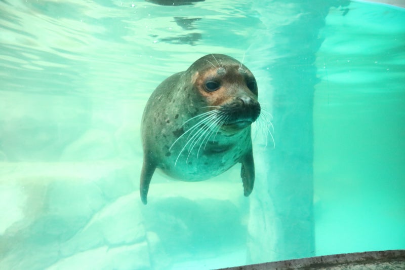 Gwangju, Jeollado Travel Course: Must-Visit Uchi Park Zoo, Admission Fee, Seals