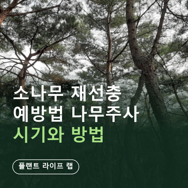 소나무 재선충 예방법 나무주사 시기와 방법 (중력식 12~2월·흉고직경당 1cc·10cm 미만은 안 놓....