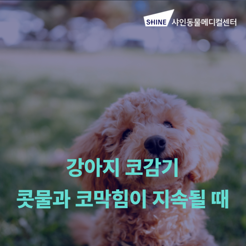 강아지코감기, 콧물과 코막힘이 지속될 때 확인할 점