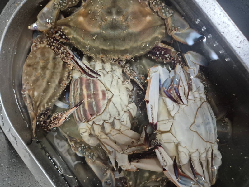 GS 더프레시 톱밥꽃게 숫꽃게..랜덤뽑기예요? 첫 꽃게손질 꽃게찜 도전!