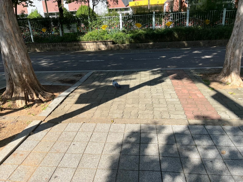 비둘기 둥지 알부화 과정 먹이 종류