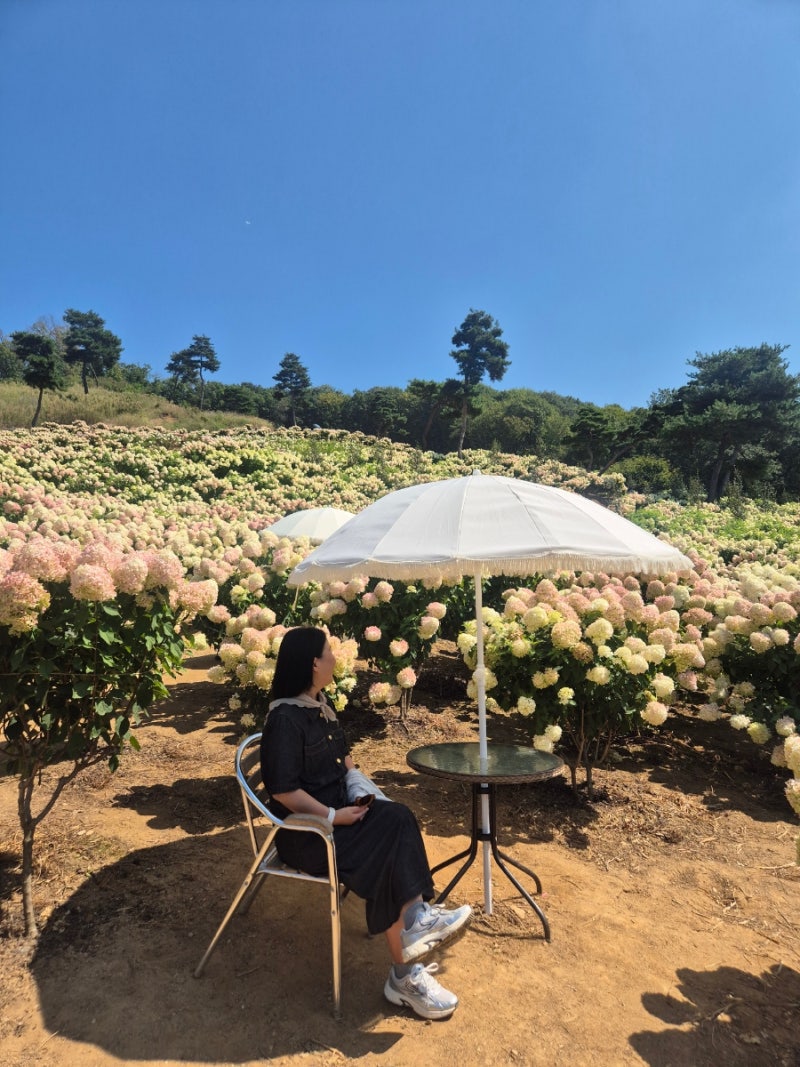 안성 용설, 구월의 유럽수국---수도권에서 가기 좋은 가을 수국 축제