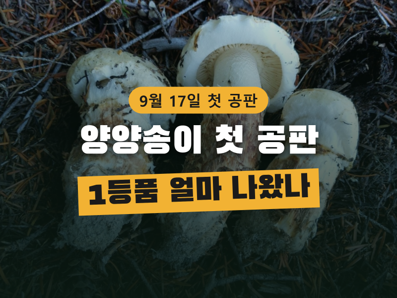 양양송이 첫 공판, 1등품 kg당 얼마 나왔나