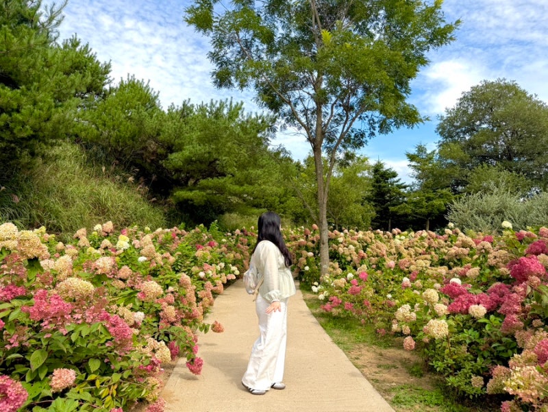 대구 근교 9월 가볼만한 곳 /경남 합천 황매산 유럽수국(목수국) / 황매산 밥집 모산재식당