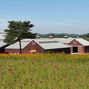 전북 고창 가볼만한곳 상하농원 목장체험 파머스마켓 파머스카페
