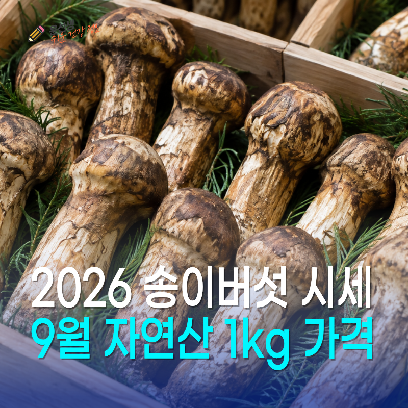 2026 송이버섯 시세, 9월 자연산 1kg 가격