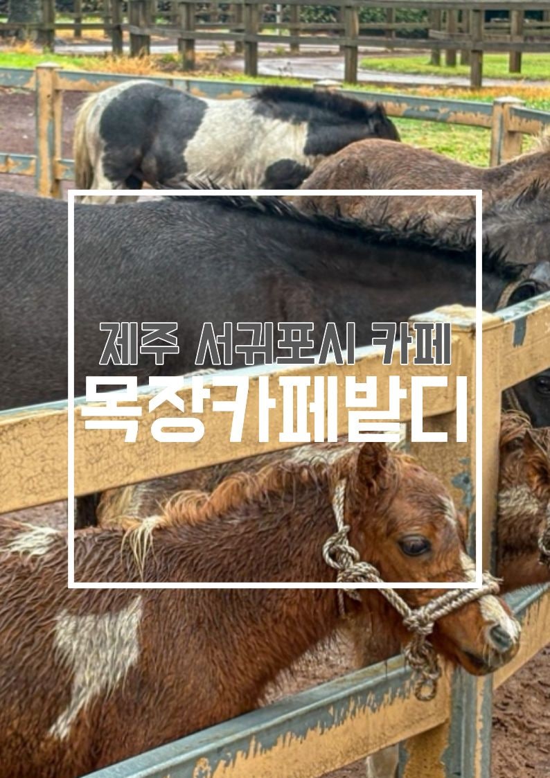 제주 서귀포시 아이랑 방문하기 좋은 목장카페 밭디 승마체험 먹이주기체험 후기