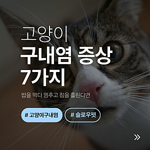 고양이 구내염 증상 7가지｜밥을 먹다 멈추고 침을 흘린다면