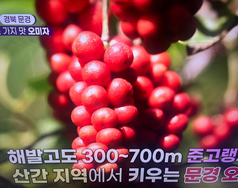 오미자 수확시기부터 효능·먹는법·부작용까지｜8월 말~9월 제철 오미자 제대로 알아보기