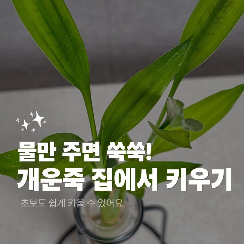 물만 주면 쑥쑥! 대표 관엽식물 수경재배 개운죽 키우기