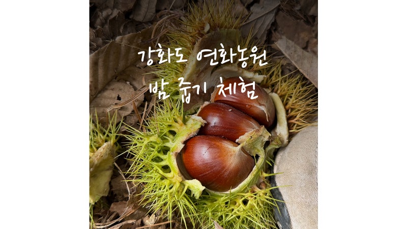 강화도 밤 줍기 체험 가능한 연화농원(+고구마 캐기)