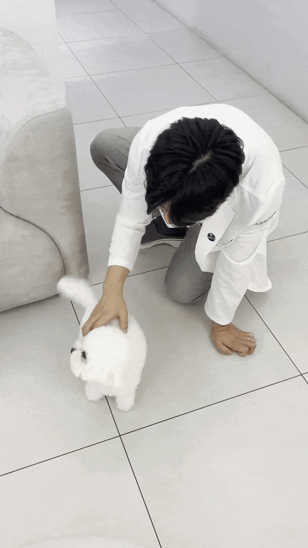 고양이 피부과, 고양이 피부에 동그란 탈모가 생겼다면 꼭 확인해야 할 질환