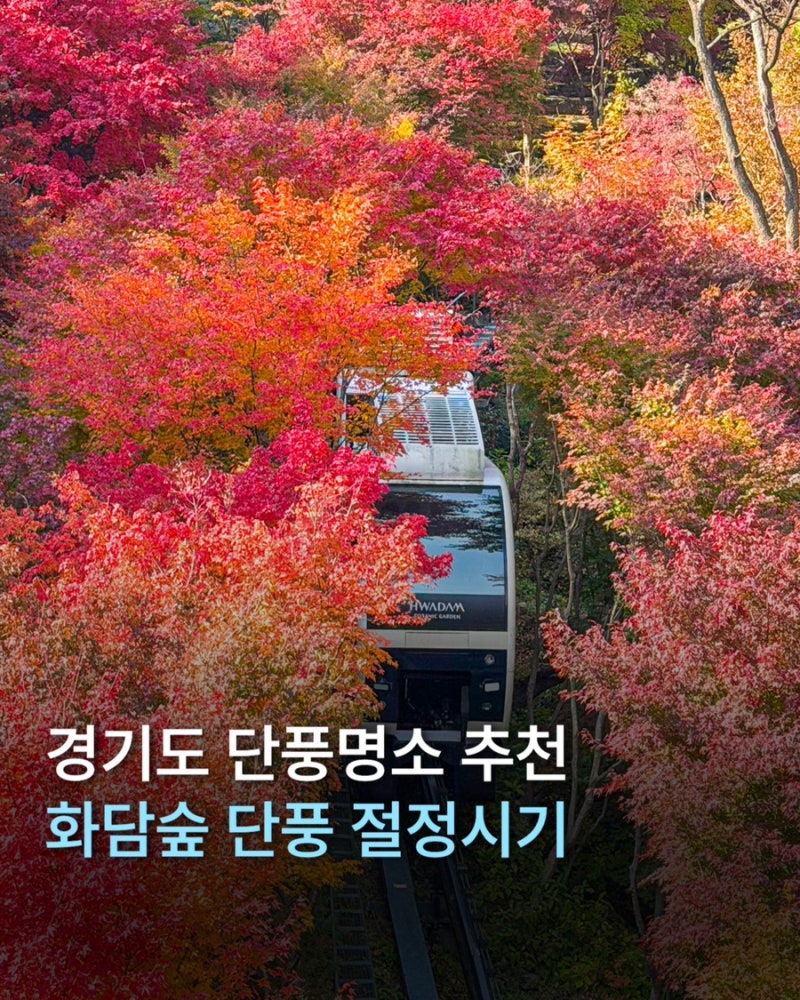 경기도 단풍명소 추천 화담숲 단풍 절정시기