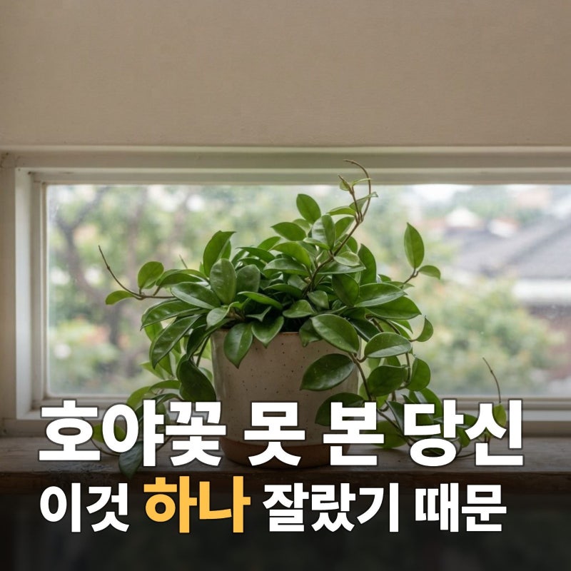 호야꽃피는시기 놓치지 않는 방법 3가지