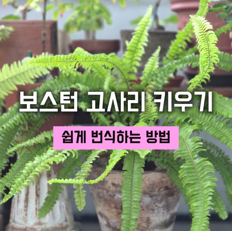 키우기 쉬운 식물 추천 / 보스턴 고사리 러너 떼어내어 화분 만들기,,