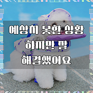 위니즈 젤리빈 펫 구명조끼 강아지 물놀이 턱받이, 베리도트(퍼플), 1개