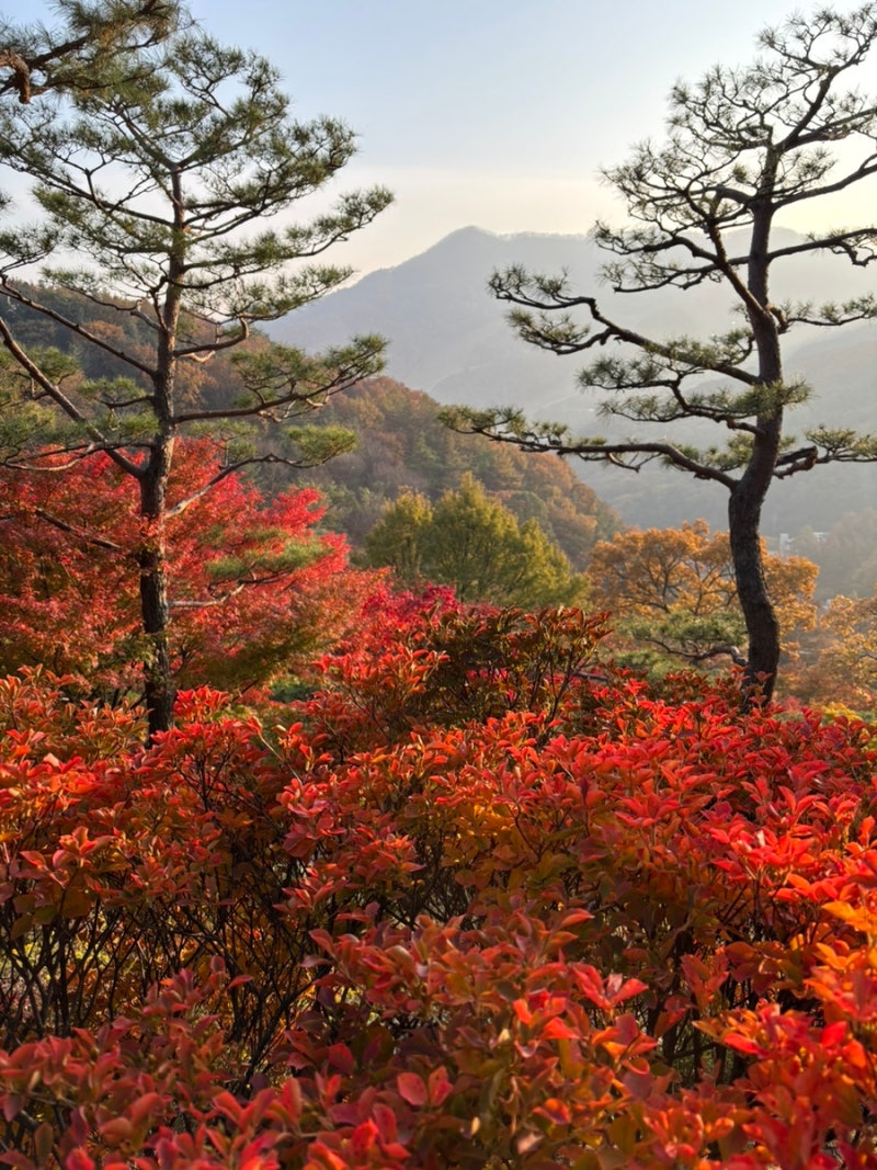 [광주/곤지암] 화담숲 단풍 후기 | 화담숲 티켓팅 꿀팁, 단풍 절정 시기