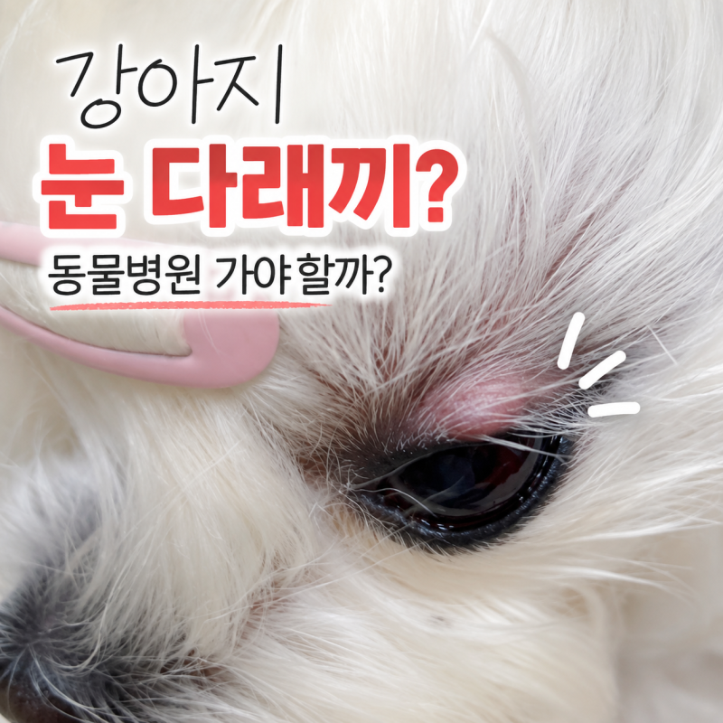 강아지 눈 다래끼, 눈 주위 부음 동물병원 가야 할까?