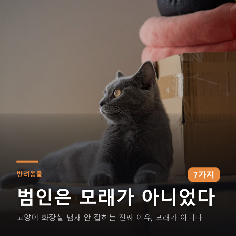 고양이 화장실 냄새 안 잡히는 진짜 이유, 모래가 아니다