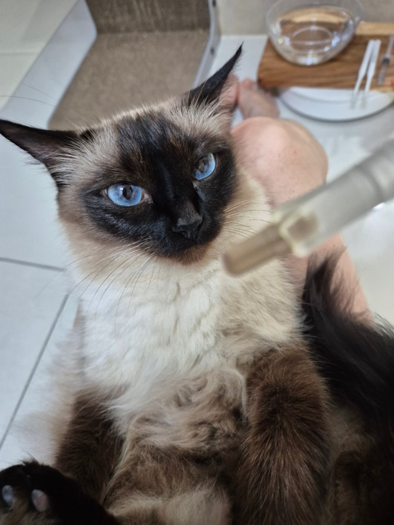 고양이 파이보 먹이는 법