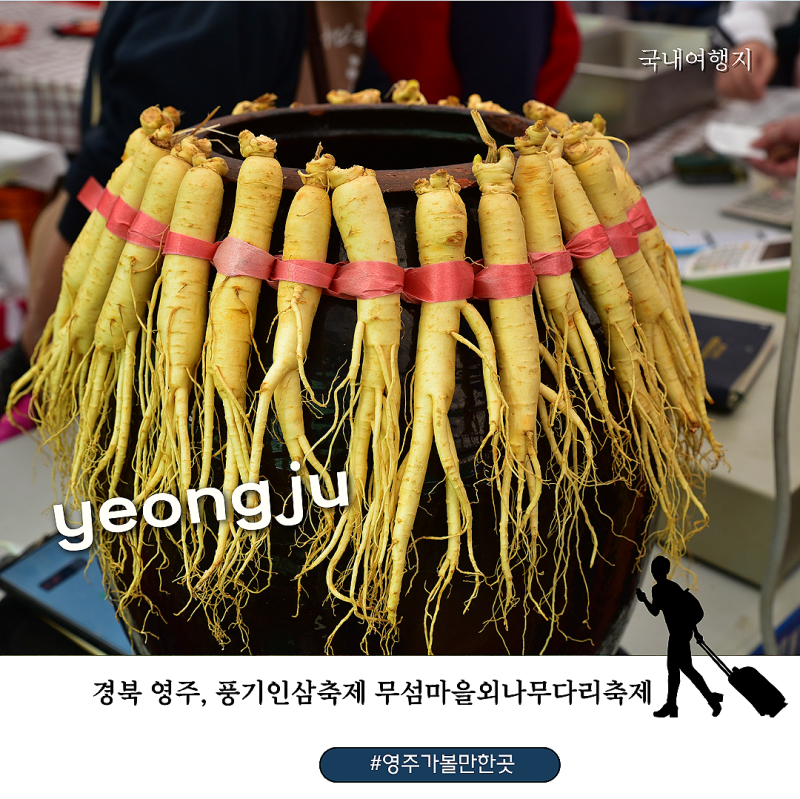 2026 영주풍기인삼축제 10월 3일 개막! 강문경 공연부터 라인업 무섬외나무다리축제까지