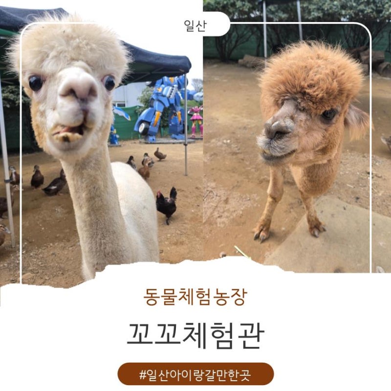 일산 동물체험 아이랑 주말 갈만한 곳 ㅡ 꼬꼬체험관