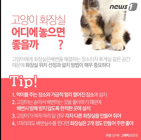 고양이 화장실·모래 고르는 법, 개수·크기·위치와 배변 실수 해결
