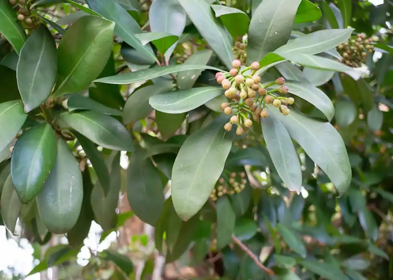 계피(Cinnamon) 완전 정리｜성분·효능·복용법·궁합·주의사항