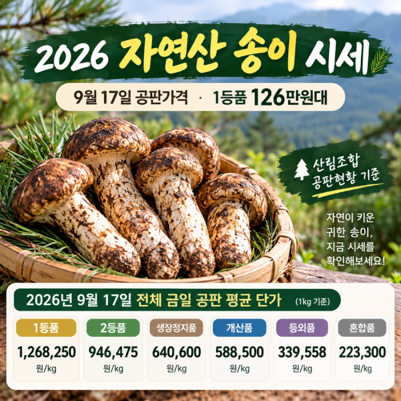 자연산 송이 1kg에 126만원? 2026년 9월 최신 시세