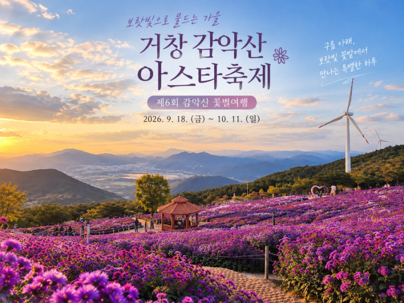 거창 감악산 아스타국화 축제 2026 꽃별여행 개화상태 주차 셔틀 총정리