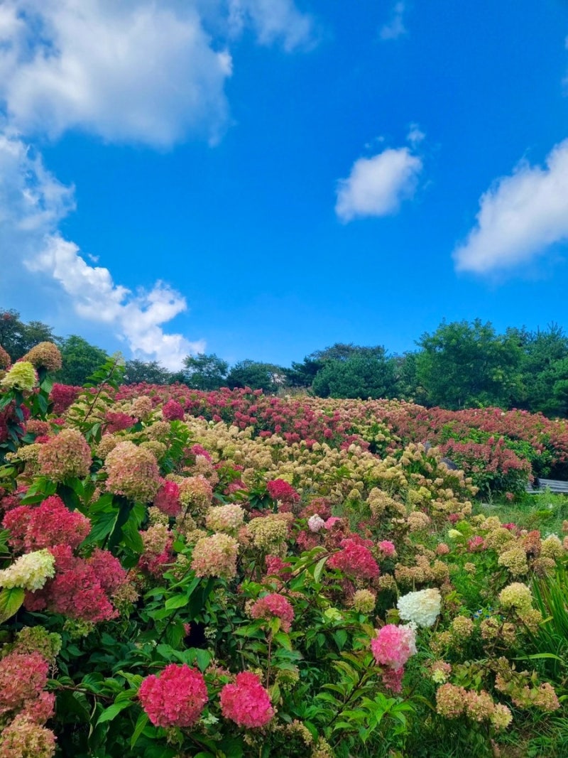 [합천] 황매산 군립공원 목수국 지금 가면 이런 모습 현재 개화상태