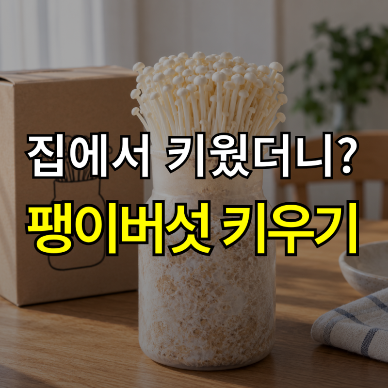 “마트 팽이버섯처럼 자랄까?”팽이버섯키우기 키트, 방법부터 수확까지