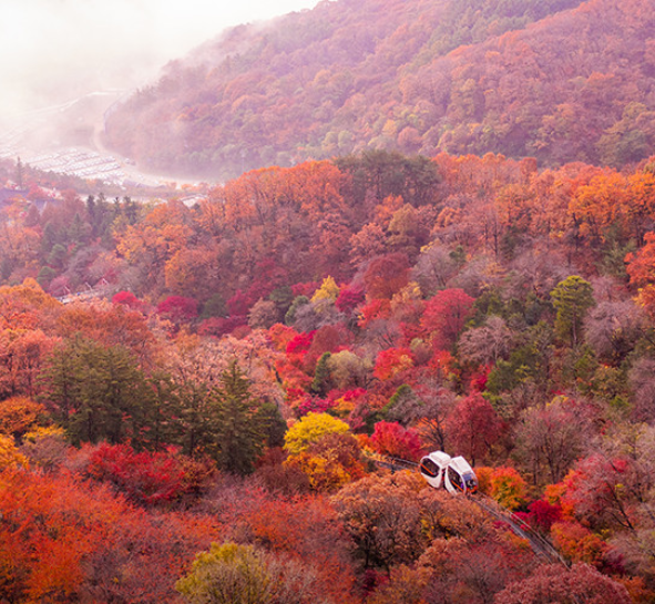 예약 전에 꼭 보세요, 화담숲 단풍시기와 모노레일