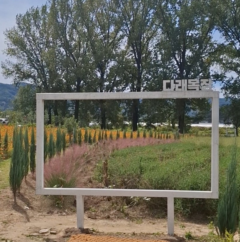 청주 목장카페 다래목장, 핑크뮬리부터 수제요거트까지!