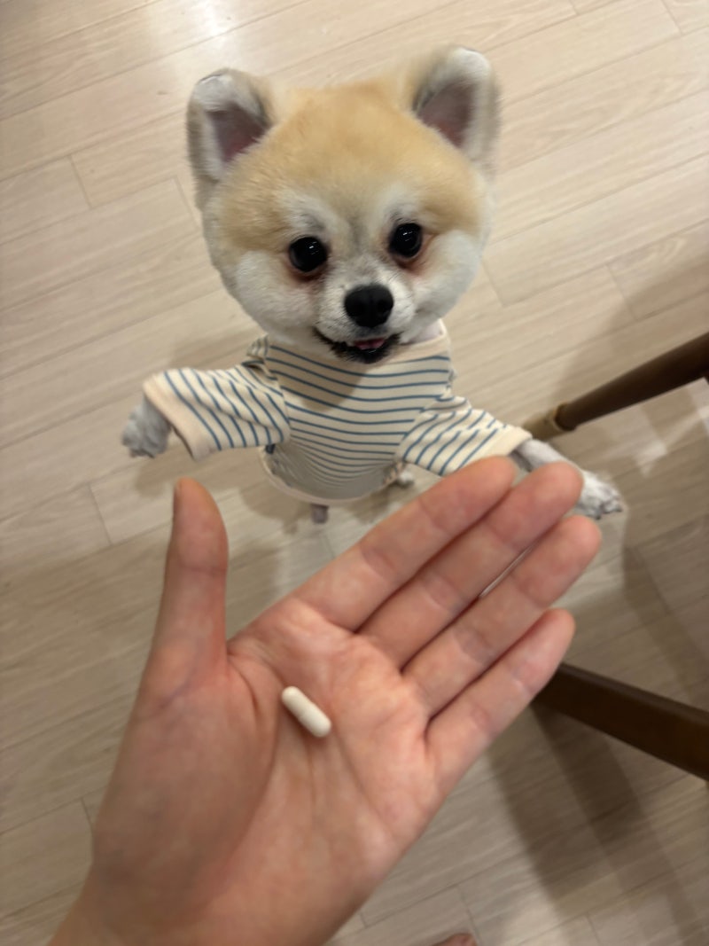 포메라니안 슬개골 예방법 강아지 슬개골 영양제 본아페티 추천 후기