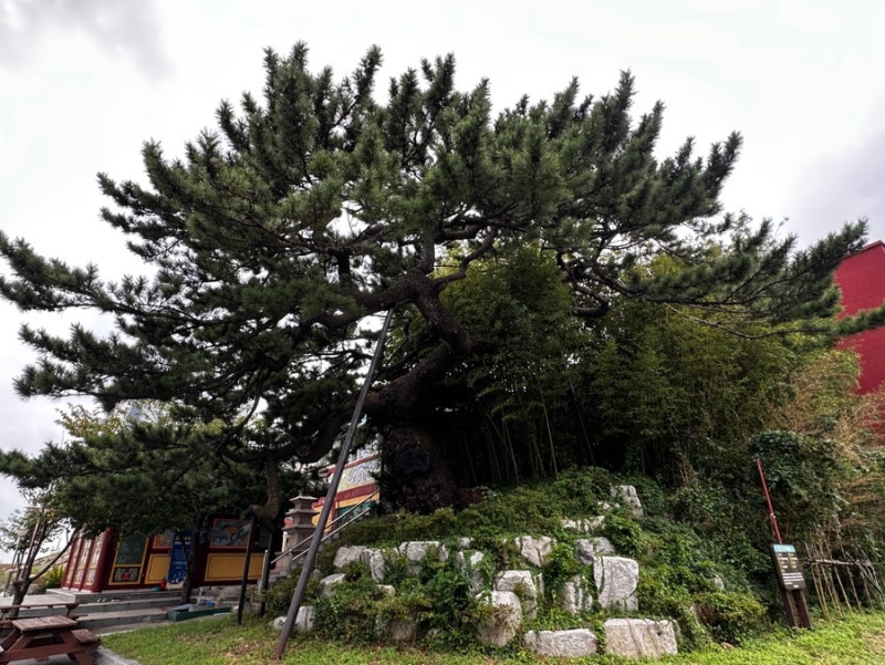 울산동구 여행코스 방어진골목지도 따라 걷기 공동어시장, 보호수